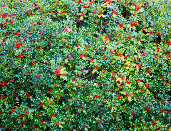 Cost of Holly Bush Removal in Haverhill