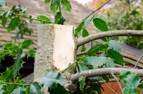 Cost of Holly Tree Removal in Haverhill