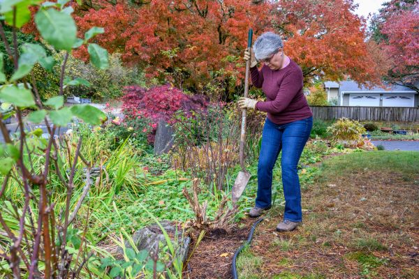 Cost of Dead Bush Removal in Haverhill