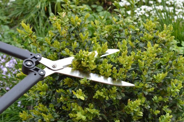 Cost of Boxwood Trimming in Haverhill