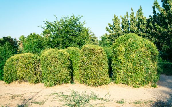 Cost of Bamboo Hedge Removal in Haverhill