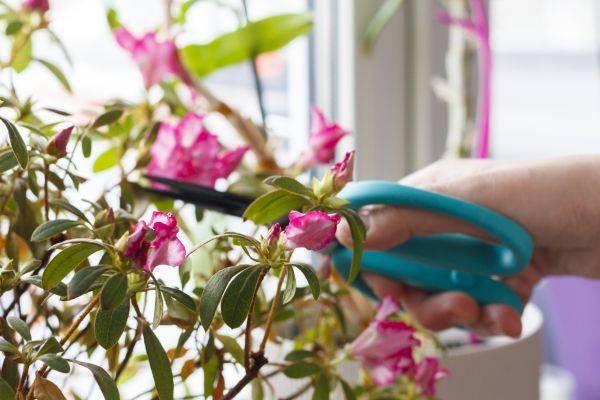 Azalea Pruning in Haverhill
