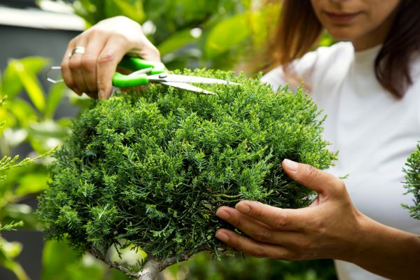 Cost of Juniper Shrub Pruning in Haverhill