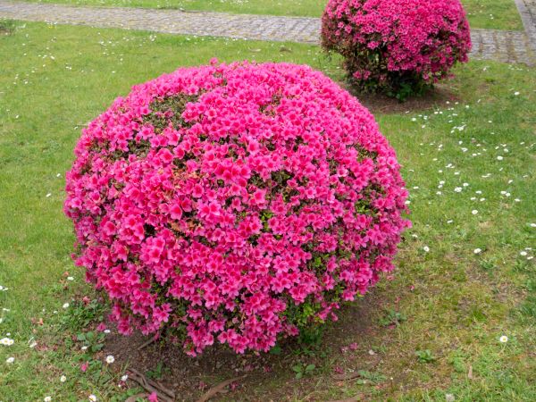 Cost of Rhododendron Pruning in Haverhill