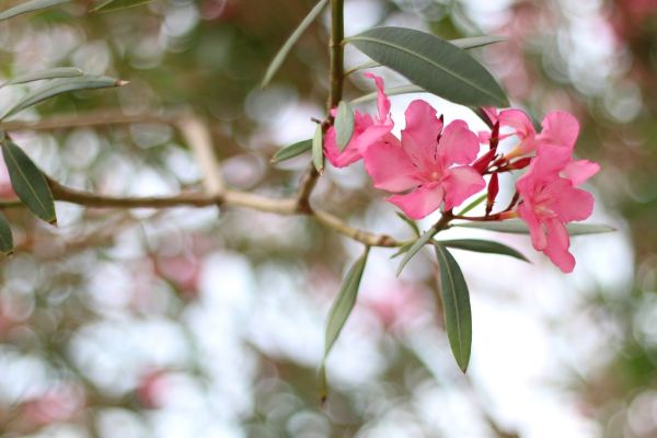 Cost of Oleander Removal in Haverhill
