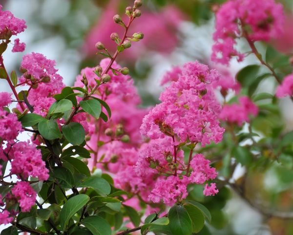 Cost of Crepe Myrtle Removal in Haverhill
