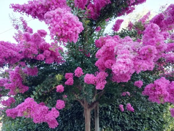 Cost of Crape Myrtle Pruning in Haverhill