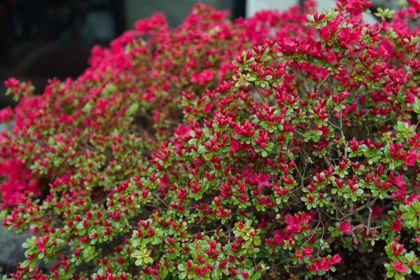 Cost of Weigela Removal Service in Haverhill