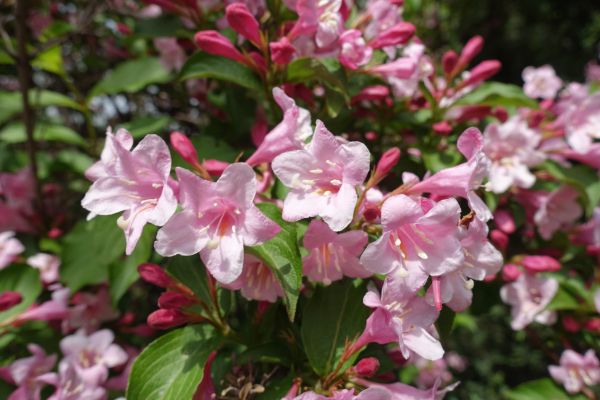 Cost of Weigela Pruning Service in Haverhill