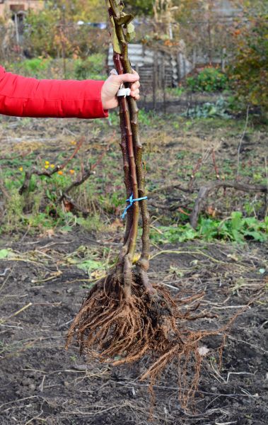 Cost of Shrub Root Removal in Haverhill