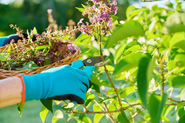 Cost of Lilac Trimming Service in Haverhill