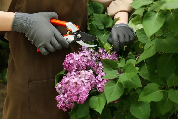 Cost of Lilac Pruning Service in Haverhill
