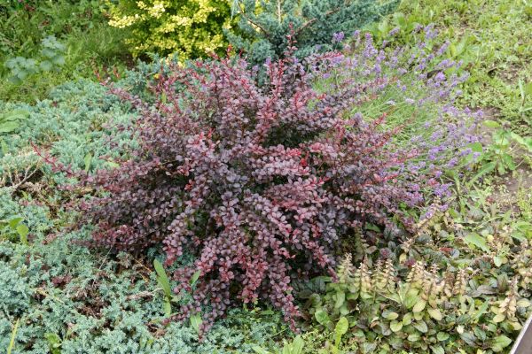 Cost of Japanese Barberry Removal in Haverhill
