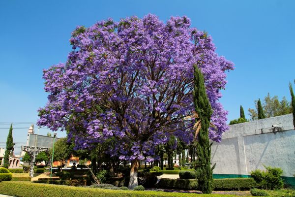 Cost of Jacaranda Pruning in Haverhill