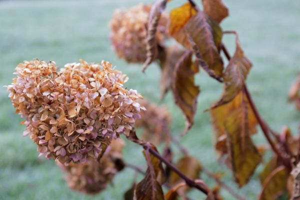 Cost of Hydrangea Removal in Haverhill