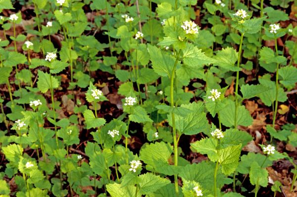 Cost of Garlic Mustard Removal in Haverhill