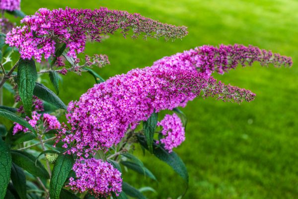 Cost of Butterfly Bush Removal in Haverhill