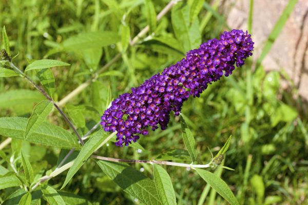 Butterfly Bush Pruning in Haverhill