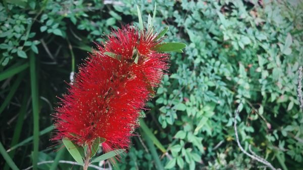 Cost of Bottlebrush Pruning in Haverhill
