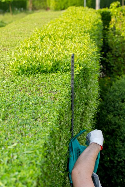 Hedge Trimming in Haverhill